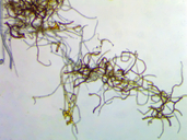 Climacium dendroides