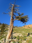 Pinus balouriana ssp. balfouriana