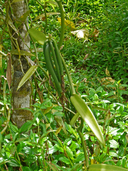 Flat-leaved Vanilla Bean Orchid