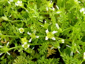 Limnanthes douglasii ssp. ornduffii