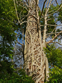 Ficus watkinsiana