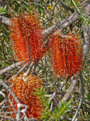 Banksia ericifolia