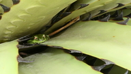 Green Dotted Treefrog
