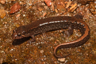 Foothills Dusky Salamander