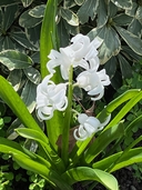 Hyacinthinus orientalis