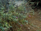 Dalea bicolor var. orcuttiana