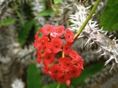 Euphorbia milii var. hislopi