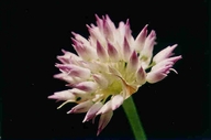 Allium sanbornii var. sanbornii