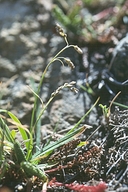 Carex tiogana