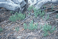 Galium andrewsii ssp. gatense