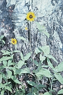 Serpentine Sunflower
