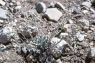 Physaria kingii ssp. bernardina