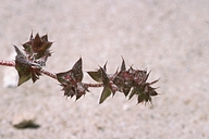 California Spineflower