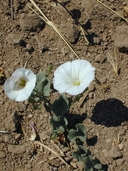Calystegia macrostegia ssp. arida