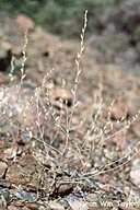 Streptanthus barbiger