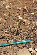 Trifolium lemmonii