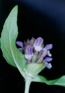 Prunella vulgaris var. lanceolata