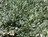 Acmispon procumbens var. jepsonii