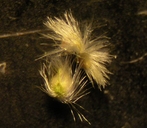 Dasiphora fruticosa