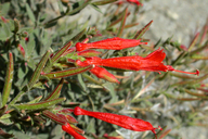 Epilobium canum ssp. latifolium