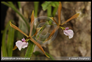 Epidendrum bractescens