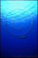 Tiburón de Puntas Negras