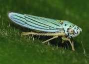 Graphocephala atropunctata