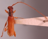 Anisogaster longulus