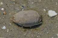 Atlantic Sand Crab