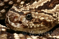 Aruba Island Rattlesnake