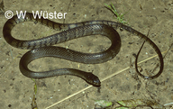 Asian Rat Snake