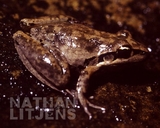 Litoria latopalmata