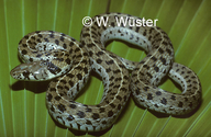 Chequered Garter Snake