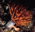 Feather-duster Worm