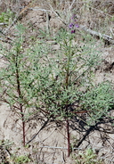 Lupinus truncatus