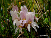 Orobanche californica ssp. grayana