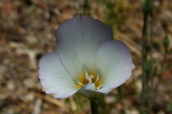 Shy Mariposa Tulip