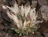 Anelsonia eurycarpa