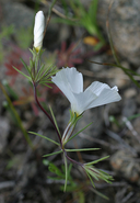 Linanthus dichotomus