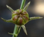 Sidalcea asprella ssp. asprella