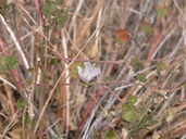 Sidalcea hickmanii ssp. parishii