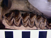 Eporeodon occidentalis
