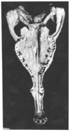 Smilosuchus gregorii