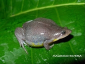 Common Oval Frog