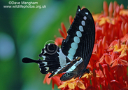 Papilio demolion ssp. demolion
