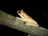 Chaco Treefrog