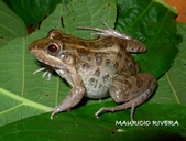 Miranda's White-lipped Frog