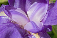 Iris pallida ssp. cengialti