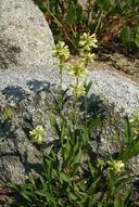 Penstemon attenuatus var. palustris