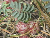 Astragalus lentiginosus var. sierrae